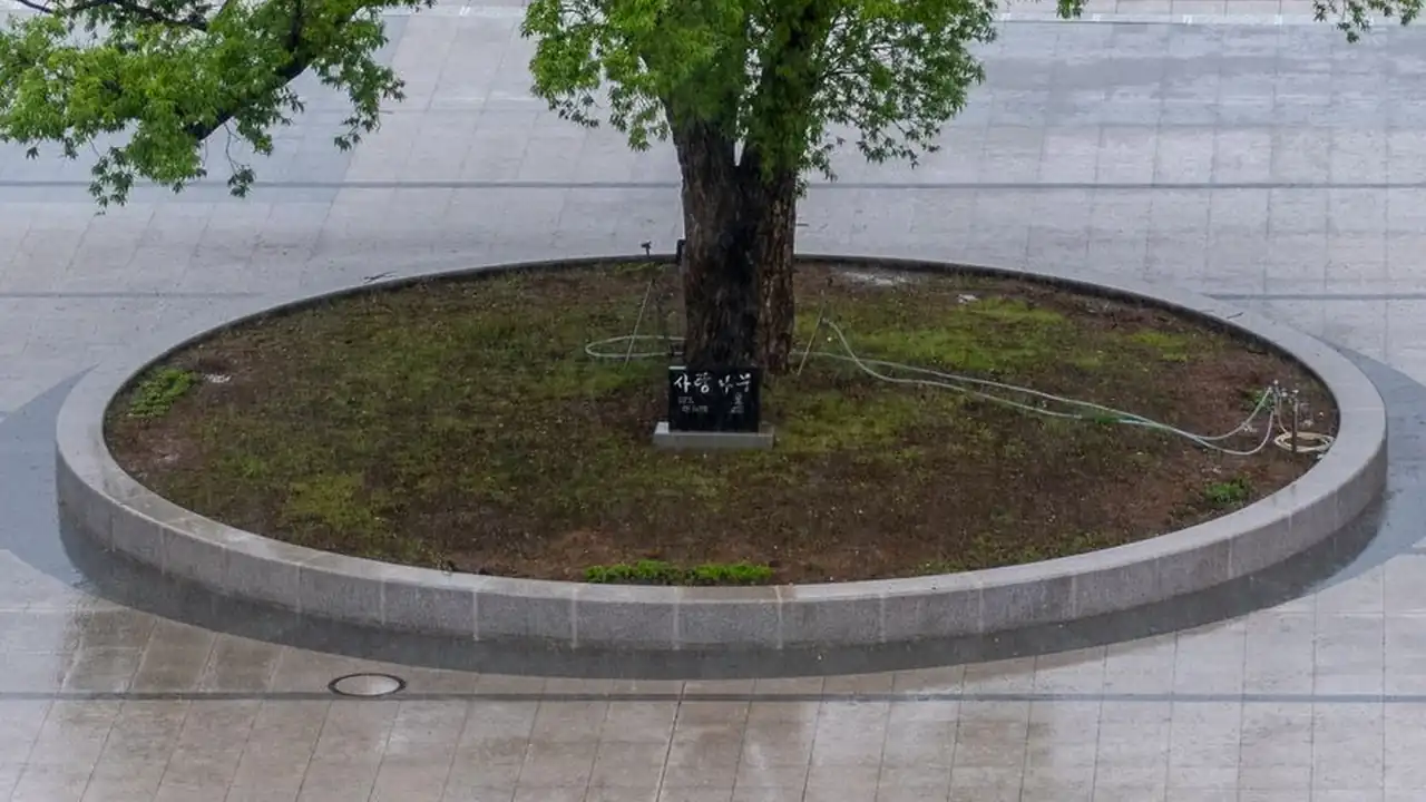 陈惠如头像